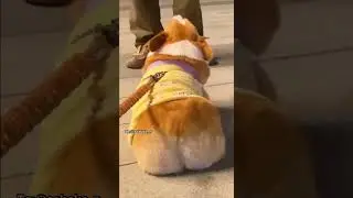 Тверк от корги 😆