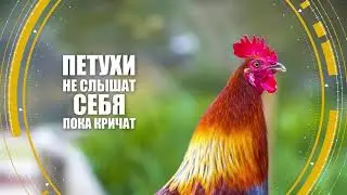 Пушистые факты