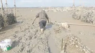 泥地的陷阱引来各种螺，凭经验发现螃蟹的痕迹，挖了好久可算抓住