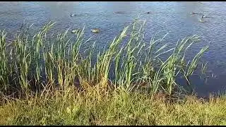Утиный сезон! Дикие утки на городском озере/Природа лечит нервы