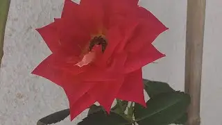 Salmo 46 Deus é nosso refúgio é fortaleza