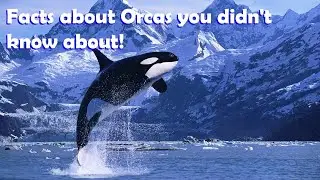 Facts about Orcas you didn't know about!🐬