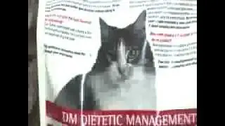 Cat Diabetes Management
