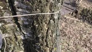 Сбор берёзового сока