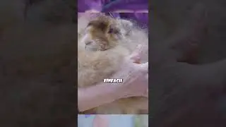 And the rabbits love it