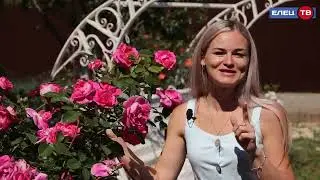 Обзор роз. Роза Моден Синтениал и роза Ангела.