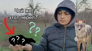 Чей же этот череп? Поиск черепов для коллекции