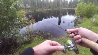 щука_форель_на_jspin