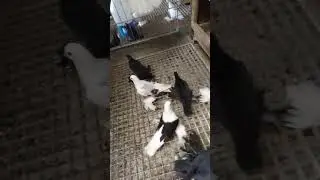 Чернобокий голубь.