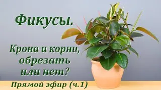 Фикусы. Крона и корни, обрезать или нет? (ч.1)