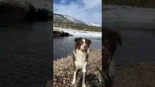 MURPH FISHIN FOR ROCKS #fishing #australianshepherd #cute #viral #puppy #dog #river #love #shorts