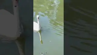 Рыбки, черепахи, лебеди, почти басня 😁