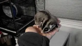 Furbat the sugar glider flies to mommy!