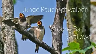 Junge Rauchschwalben - Young Barn Swallows