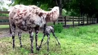 It's a beautiful life! Leopard llama giving birth to cria and meeting her new friends.