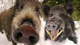 Polish Police vs. gang of crazy boars !!!