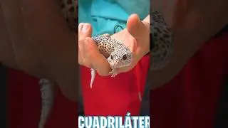 🚨Mi Gekko Leopardo es muy peligroso⚠️