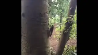 SUARA SERANGGA YANG BERISIK TONGGERET