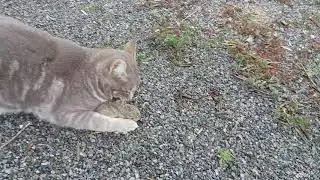 Cats hunting baby rabbit. Documentary film