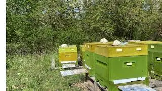 УКРАЛИ ПАСЕКУ  2-е мая 2020 помогите найти 25 ульев