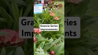 Granvia Series Improvements From Suntory Flowers - California Spring Trials 2025