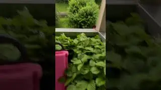 Как вырастить урожай в такую погоду 😟⛈️ 