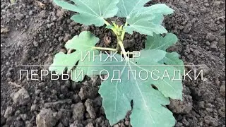 Инжир / Первый Год ПОСАДКИ