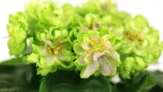 Зеленая фиалка - АВ-Морская Капуста