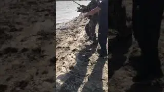 Рыбалка сазан Караузяк Кызыл ординская область