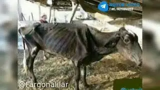SINOV UCHUN OZUVCHI MOL 🐮🐮🐮