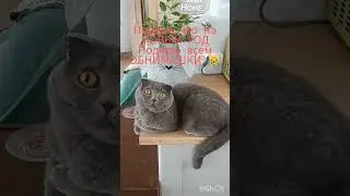 #котики