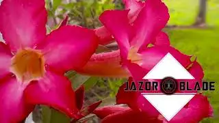 PNG Nature