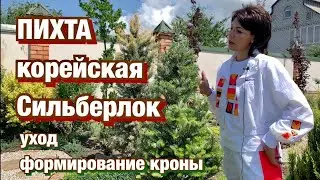 ПИХТА корейская Сильберлок/ Посадка и Уход/ Формирование кроны