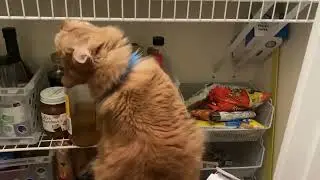 What’s the deal with soy sauce, cat? ￼