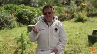 How Varroa Mite Spreads