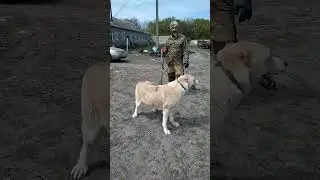 Собаки Белогорья! В гостях у Игоря! Афина(Шайтан / мать инбр 2 на 2 на Чаргаса)