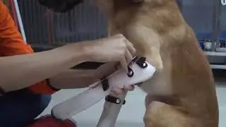 Ön Ayakları Olmayan Köpeğe Protez Takıldığında Yaşadığı Sevinç