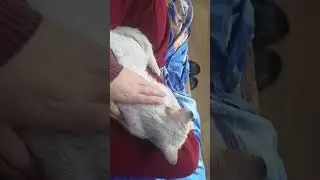 Яна Ниндзяго "мангутова" и кошка снега💎🐺💎🐱