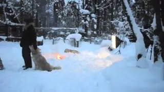 Goldens at Christmas Eve/ Золотистые Ретриверы в Рождественскую Ночь