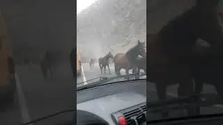 Принц на белом коне