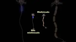 Bainha de mielina #anatomy #fisiologia #medstudent #fisiopatologia #biologia #fisio #medico