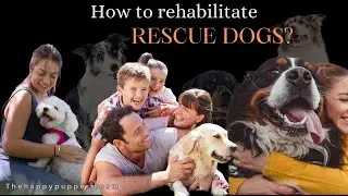 Revolutionary Ways to Rehabilitate Rescue Dogs! Rescue dog care | Rehabilitation tips | #rescuedogs