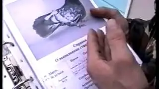 Николаевские голуби расы Агурбаш часть 4 (фильм)