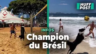 Au Brésil, la star du footvolley est un chien surdoué très populaire sur TikTok