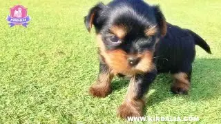 Kirdalia CACHORRO YORKSHIRE  (1 mes) Etapas del cachorro