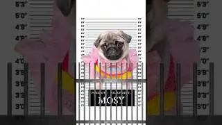 My PUG PUPPY got arrested! 😱🚨🚔 