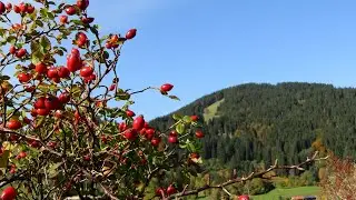 Ит бурун – шиповник