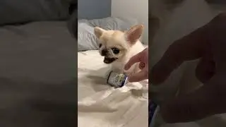 This dog didn't want to share😅🐕