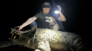 260 Lb Boar Bayed Solid!! (300 Blackout)