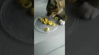 Kucingku Suka Jajanan Kayak Gini 🤣🤣
